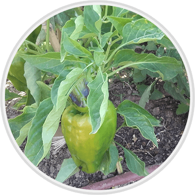 Nuestros ingredientes